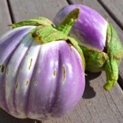 Rosa Bianca Eggplant Rosa Bianca Eggplant