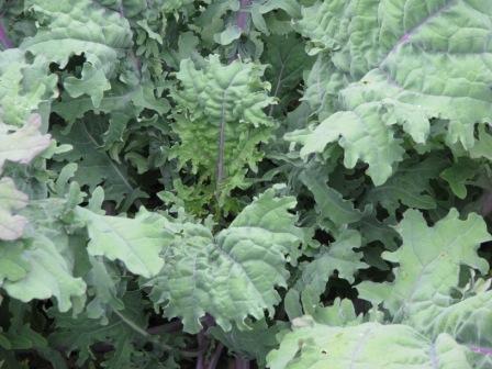 Red Russian Kale