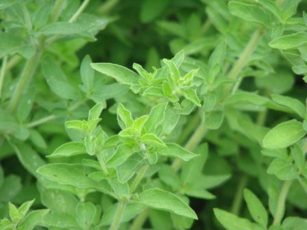 Greek Oregano