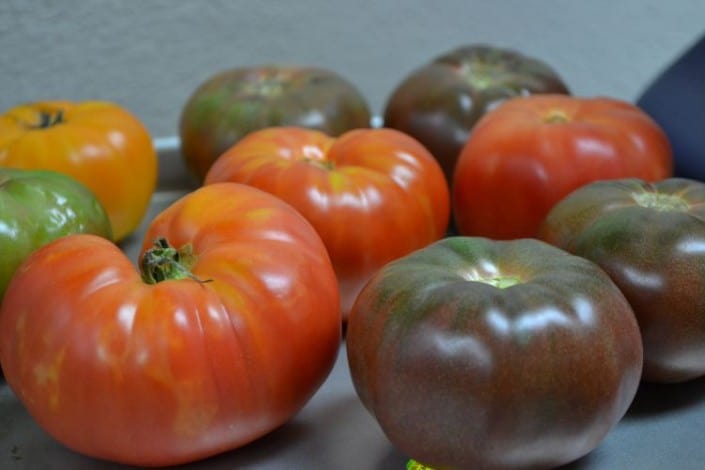 Bountiful Baskets Tomatoes