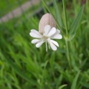 Sculpit Flower