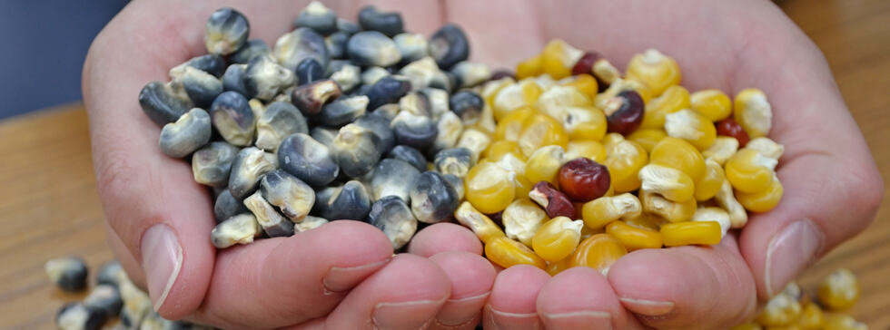 Heirloom Seed Corn Heirloom Seed Corn
