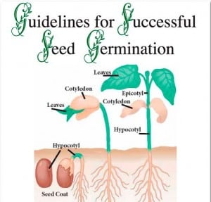Germination Guide