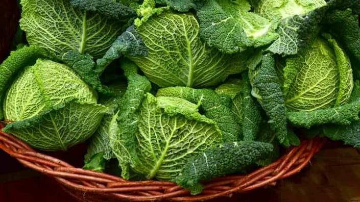 Savoy-Perfection-Cabbage-Heads A basket of green leaves in the middle of a field.