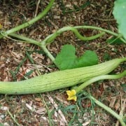 Armenian Cucumber