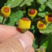 A person holding onto some flowers in their hand