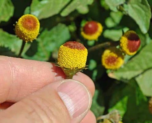 A person holding onto some flowers in their hand