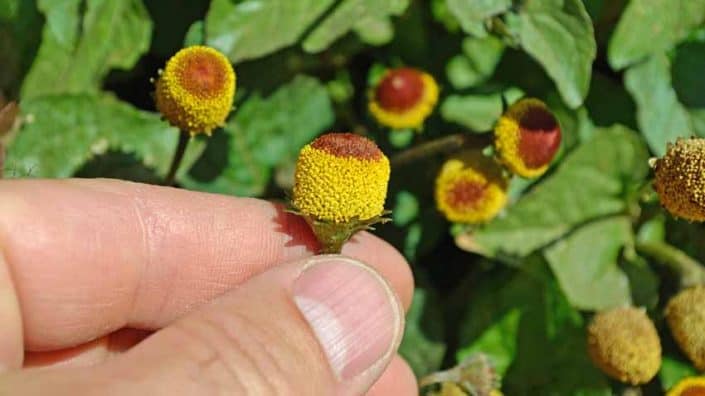 A person holding onto some flowers in their hand