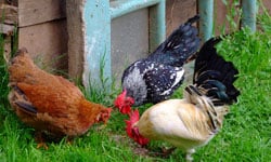 Free-range Chickens Free-range Chickens