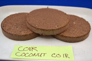 Compressed Coconut Coir A plant growing in the dirt on a sunny day.