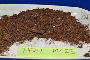 Peat Moss A plant growing in the dirt on a sunny day.