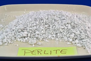 Perlite A plant growing in the dirt on a sunny day.