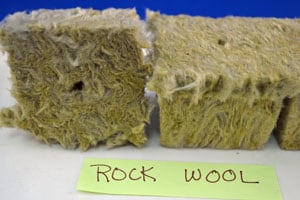 Rock Wool A plant growing in the dirt on a sunny day.