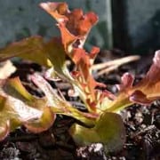 Spring Leaf Lettuce