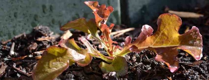 Spring Leaf Lettuce