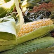 Heirloom Sweet Corn A close up of an ear of corn on the cob.