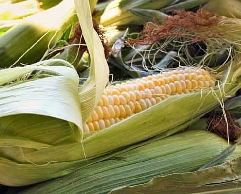A close up of an ear of corn on the cob.