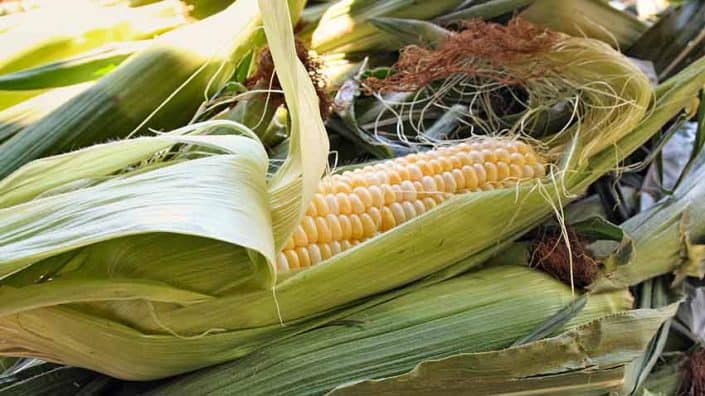 Heirloom Sweet Corn A close up of an ear of corn on the cob.