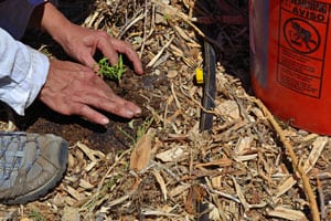 A plant growing in the dirt on a sunny day.
