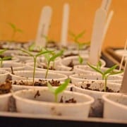 Heirloom Tomato Seedlings