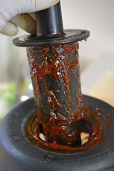 Pureeing the Chiles A plant growing in the dirt on a sunny day.