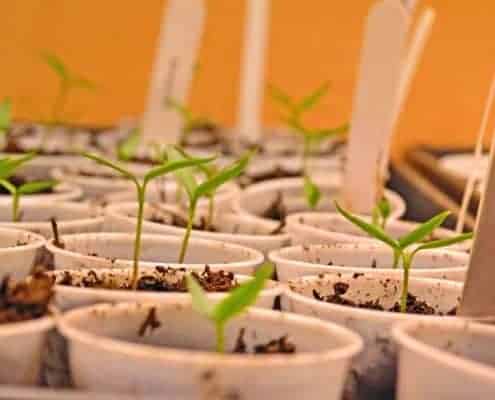 A close up of many small plants in pots