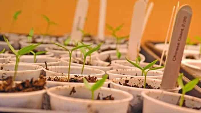 Pepper Seedlings A close up of many small plants in pots