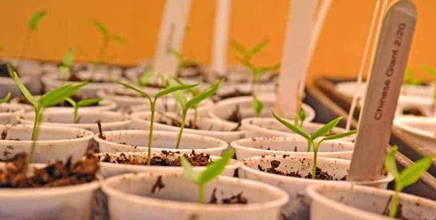 A close up of many small plants in pots