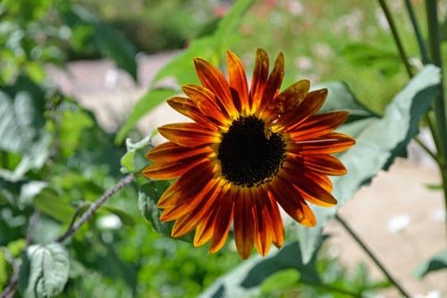 A plant growing in the dirt on a sunny day.