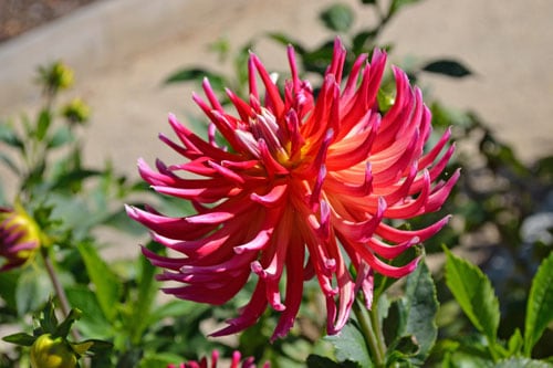 A plant growing in the dirt on a sunny day.