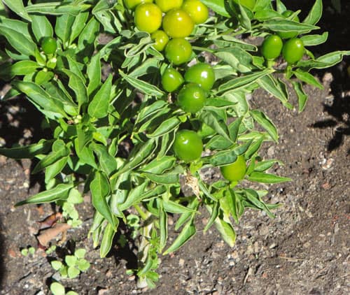A plant growing in the dirt on a sunny day.