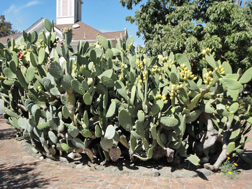 A plant growing in the dirt on a sunny day.
