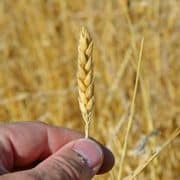 White Sonora Wheat Head A person holding up a stalk of wheat.