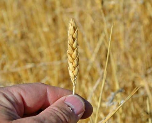A person holding up a stalk of wheat.