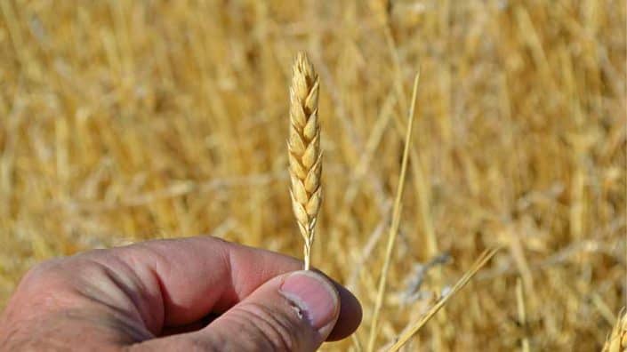 White Sonora Wheat Head A person holding up a stalk of wheat.