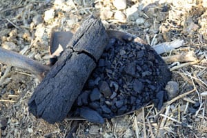 A plant growing in the dirt on a sunny day.