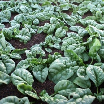 Bloomsdale Spinach Bloomsdale Spinach