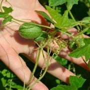 Cucamelon