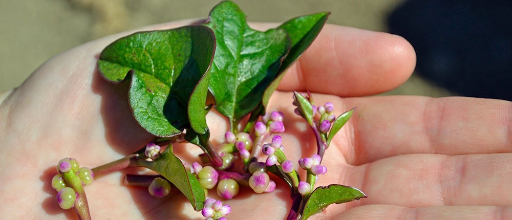 Red-Malabar-Spinach