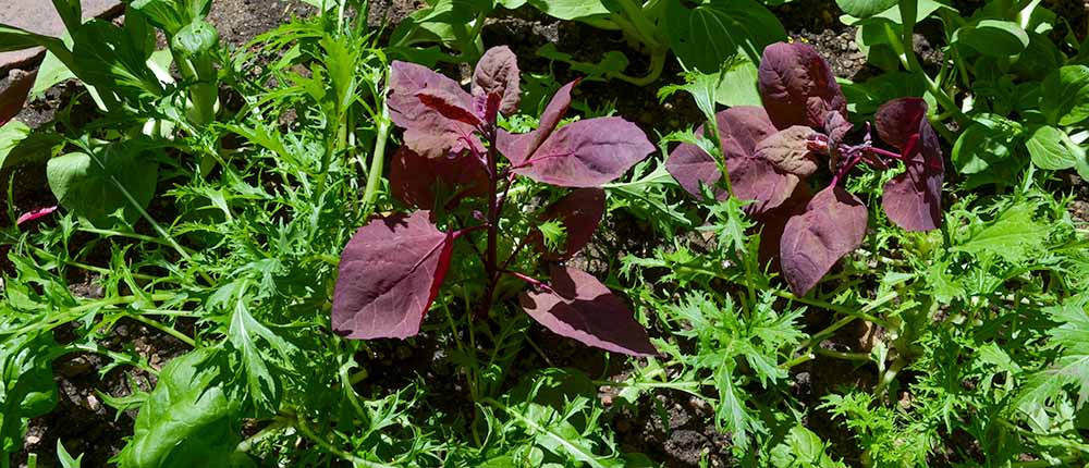 Red-Orach Red Orach plants.