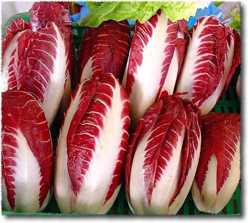 Rossa di Treviso Radicchio Rossa di Treviso Radicchio