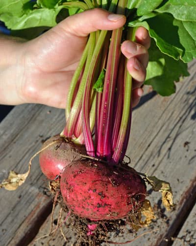 Chioggia Beet Chioggia Beet