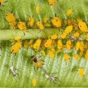 Aphids on Leaf A close up of many yellow flowers on a plant