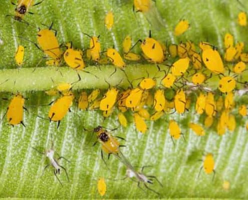 A close up of many yellow flowers on a plant