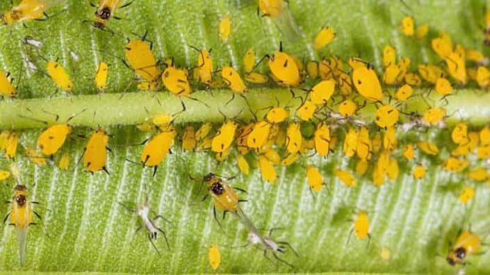 A close up of many yellow flowers on a plant