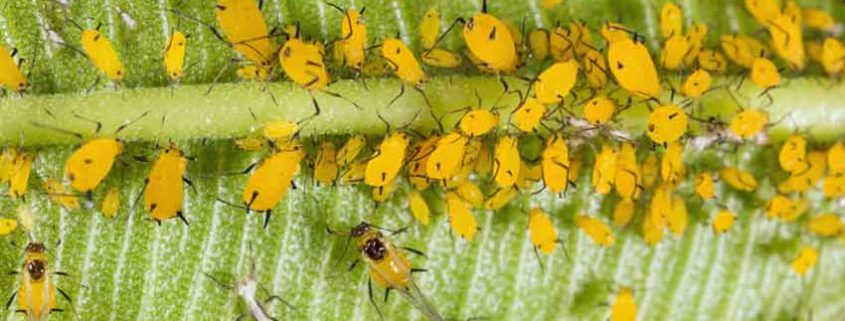 A close up of many yellow flowers on a plant