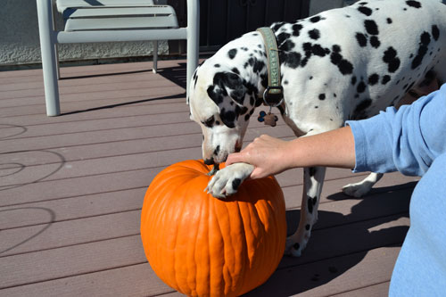 Aurora and Pumpkin Aurora and Pumpkin
