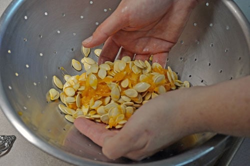 Cleaning Pumpkin Seeds Cleaning Pumpkin Seeds