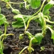 Seedling Damping Off Seedling Damping Off