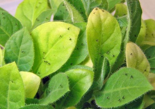 A close up of green leaves with black spots